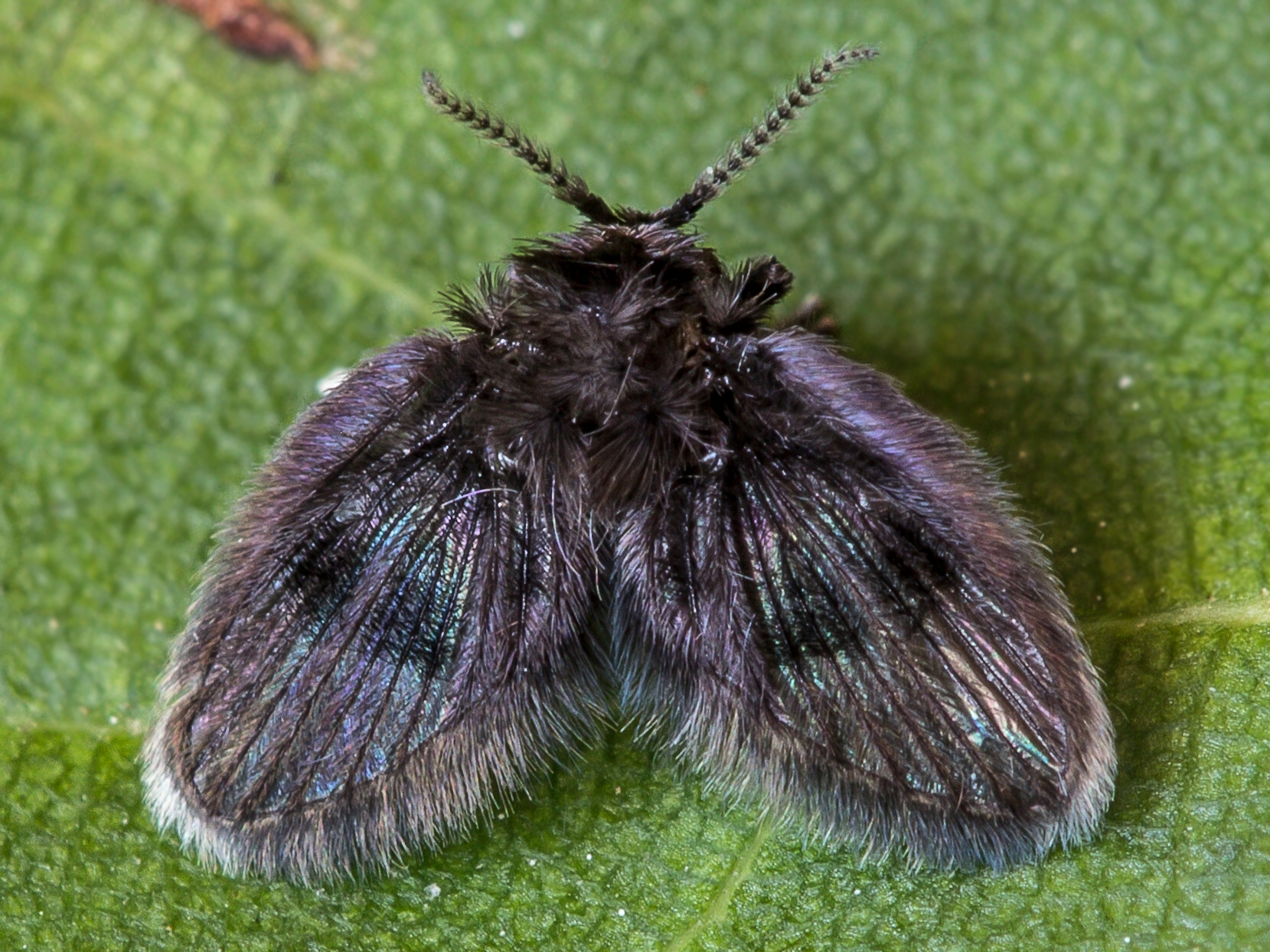 Undetermined representative of the Psychodidae family (photo by: Rudolf Cáfal)
