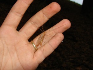 Nasiternella regia najväčší zástupca čeľade Pediciidae