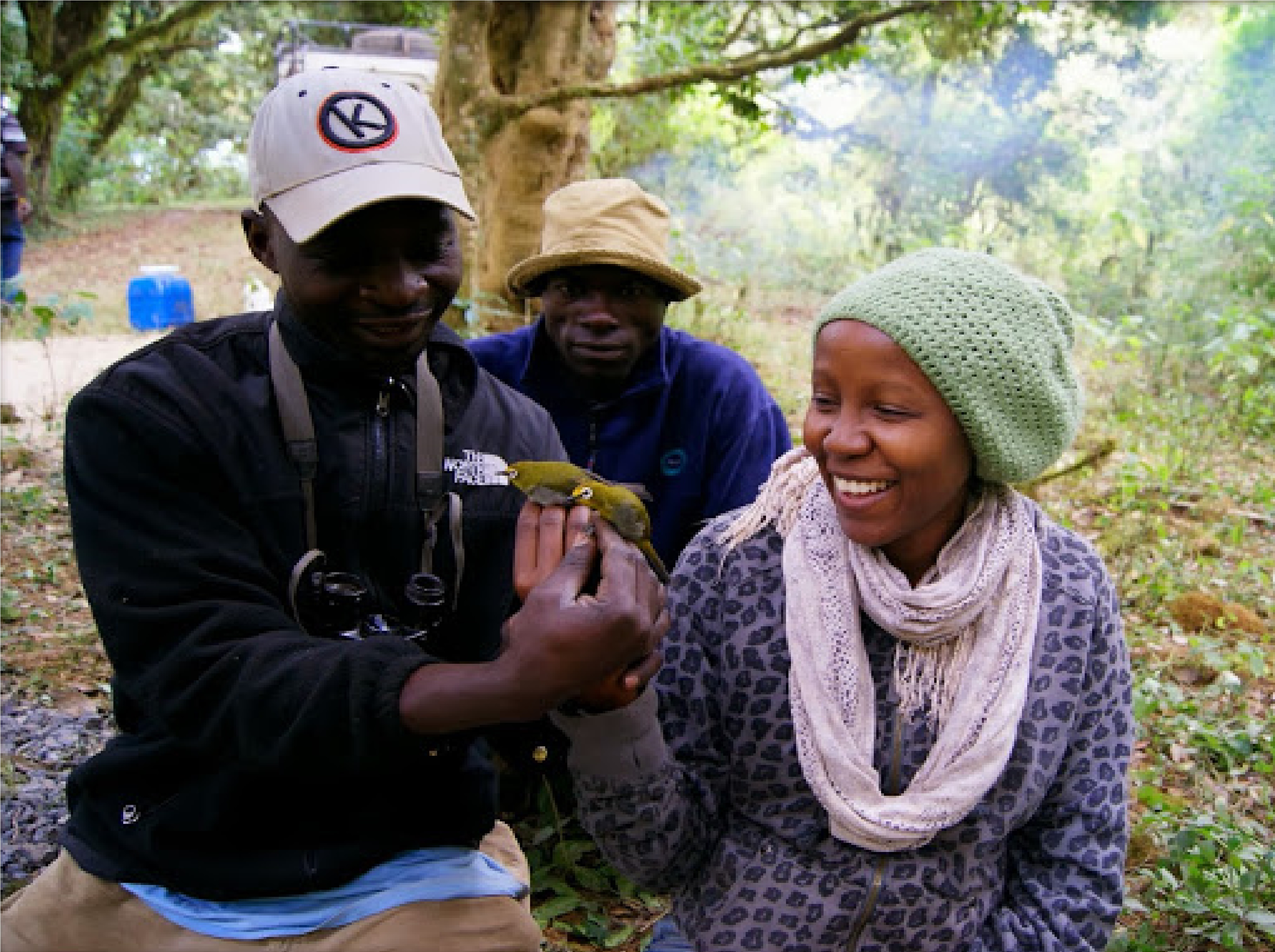 Kolegovia (zľava Titus, Onyango a LucyWamuyu) ornitológovia z Národného Kenského Múzea v Nairobi pri sledovaní vtáctva v januári r. 2014. V rukách držia 2 jedince endemického bieloočka.